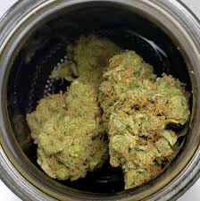 Buy Weed Online Massachusetts , Hindu Kush strain for sale online Rhode Island , Order Cannabis Boston , Purchase THC Weed strain Worcester , Springfield